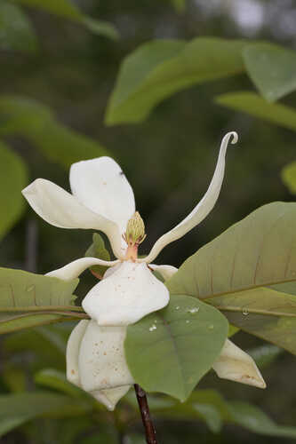 Magnolia pyramidata #1